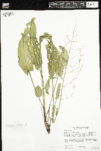 Rumex acetosa image
