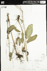 Rumex acetosa image