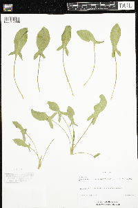 Rumex acetosa image