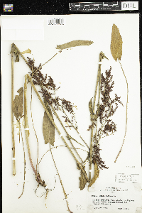 Rumex acetosa image