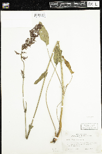 Rumex acetosa image