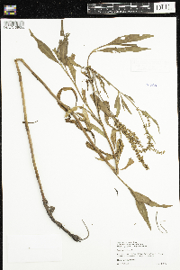 Rumex altissimus image