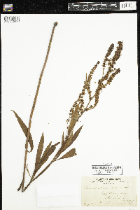 Rumex altissimus image