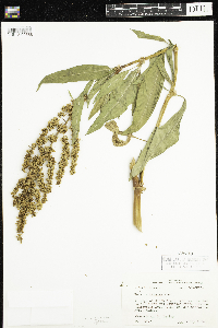 Rumex altissimus image