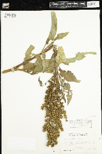 Rumex altissimus image
