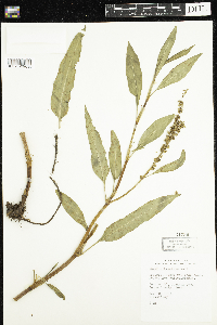 Rumex altissimus image