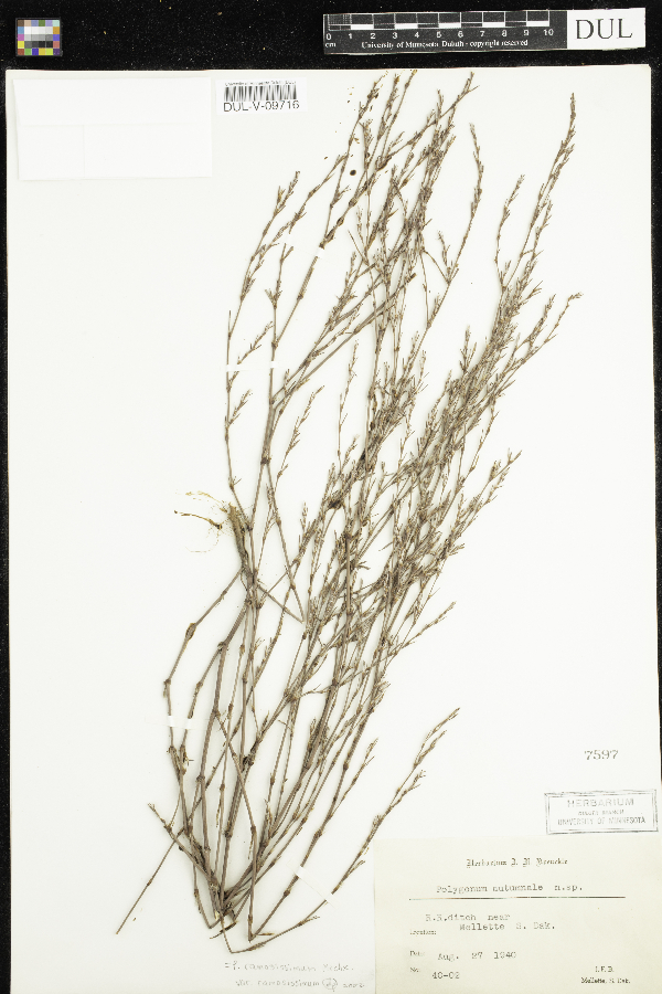 Polygonum autumnale image