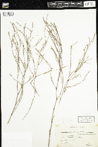 Polygonum autumnale image