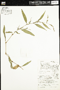 Media resource of Persicaria hydropiper
