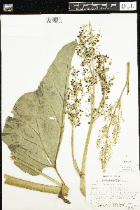 Rheum rhabarbarum image