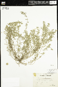 Media resource of Polygonum aviculare