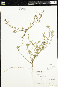 Polygonum aviculare image