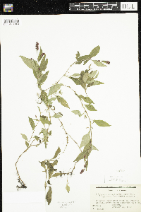 Persicaria longiseta image