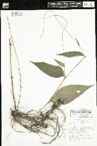 Media resource of Persicaria virginiana