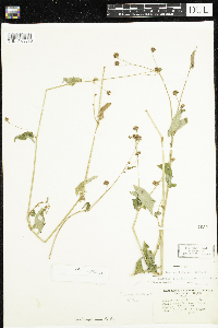 Media resource of Persicaria sagittata