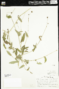 Persicaria sagittata image