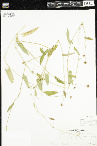 Persicaria sagittata image