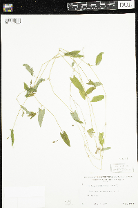Persicaria sagittata image