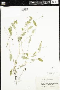 Persicaria sagittata image