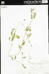 Persicaria sagittata image