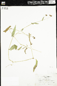 Persicaria sagittata image