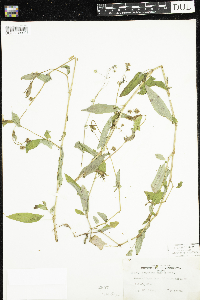 Persicaria sagittata image
