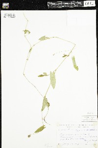 Persicaria sagittata image