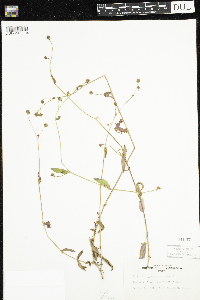Persicaria sagittata image