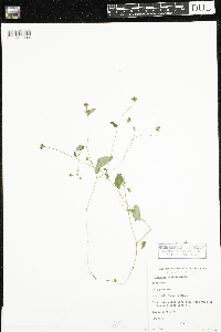 Persicaria sagittata image