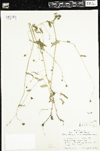 Persicaria sagittata image