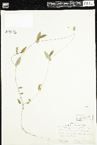 Persicaria sagittata image
