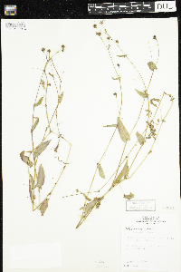 Persicaria sagittata image