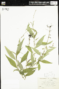 Media resource of Persicaria punctata