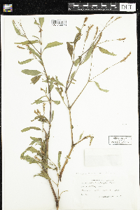 Persicaria bicornis image