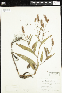 Media resource of Persicaria pensylvanica