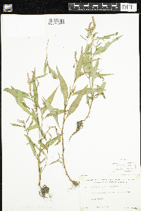 Media resource of Persicaria maculosa
