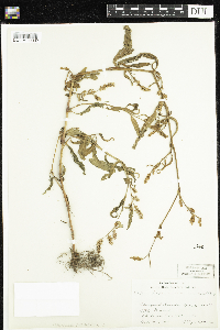 Persicaria maculosa image