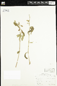 Persicaria maculosa image