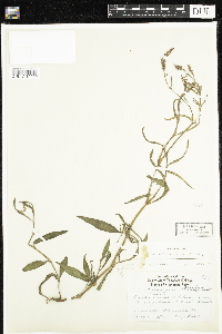 Persicaria maculosa image