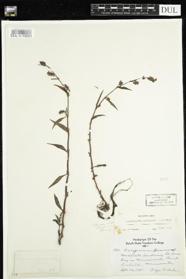 Persicaria maculosa image