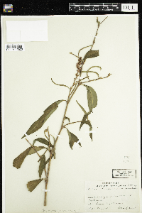 Persicaria maculosa image