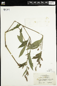 Persicaria maculosa image