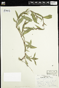 Persicaria maculosa image