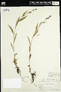 Persicaria maculosa image