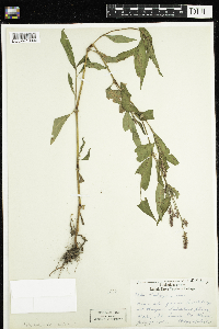 Persicaria maculosa image