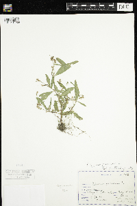 Persicaria maculosa image