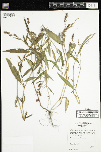 Persicaria maculosa image