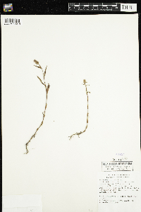 Persicaria maculosa image