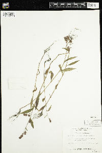 Persicaria maculosa image