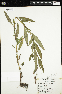Persicaria maculosa image